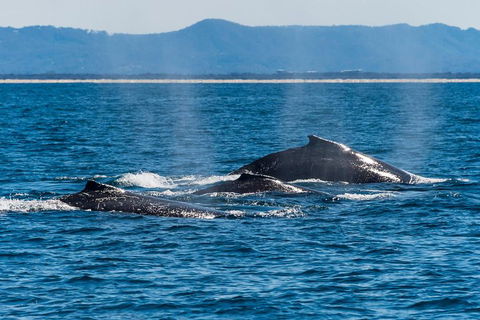 Whale Watching By Sea World Cruises - Tourism Noosa 4