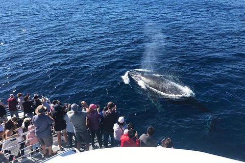 Whale Watching By Sea World Cruises - Tourism Noosa 5