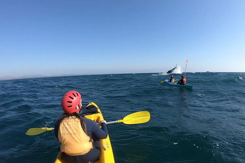 Kayaking With Dolphins In Byron Bay Guided Tour - Tourism Noosa 3
