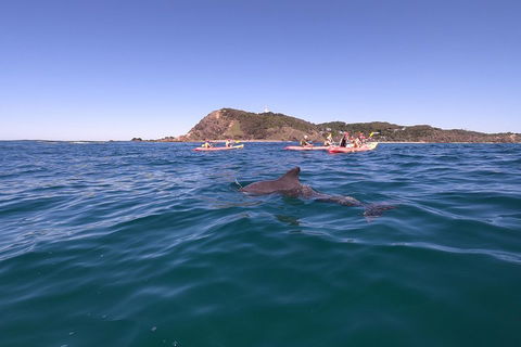 Kayaking With Dolphins In Byron Bay Guided Tour - Tourism Noosa 5