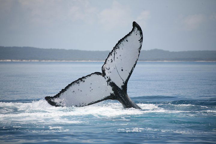 Hervey Bay QLD Tourism Noosa