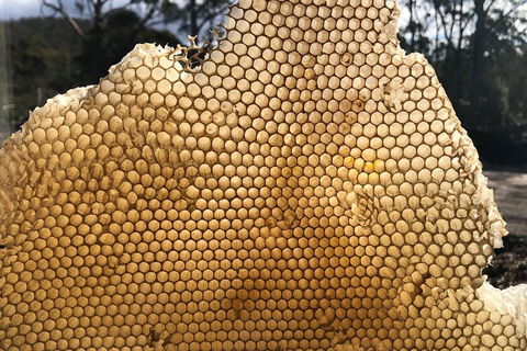 Bruny Island Day Tour, Includes Lunch And Exclusive Lighthouse Tour - Tourism Noosa 1