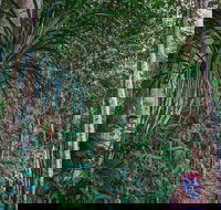 Atherton Tablelands Rain Forest by Night from Cairns - Tourism Noosa