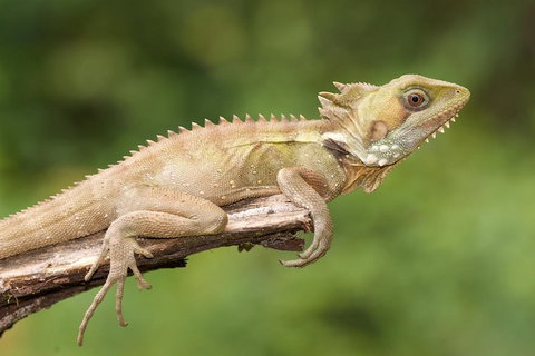 Atherton Tablelands Rain Forest By Night From Cairns - Tourism Noosa 1
