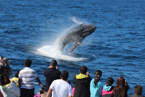Tangalooma Island Resort Whale Watching Day Cruise - Tourism Noosa 0