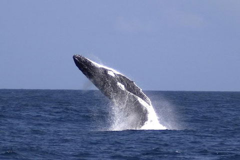 Tangalooma Island Resort Whale Watching Day Cruise - Tourism Noosa 4