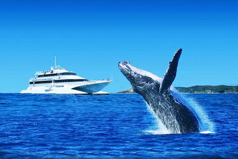 Tangalooma Island Resort Whale Watching Day Cruise With Dolphin Viewing - Tourism Noosa 2