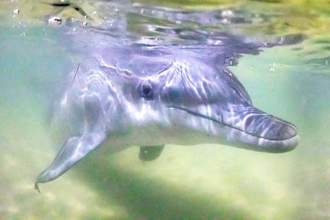 Tangalooma Island Resort Whale Watching Day Cruise With Dolphin Feeding - Tourism Noosa 0