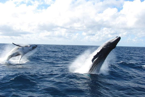 Tangalooma Island Resort Whale Watching Day Cruise With Dolphin Feeding - Tourism Noosa 1