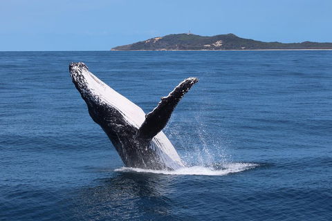 Tangalooma Island Resort Whale Watching Day Cruise With Dolphin Feeding - Tourism Noosa 3
