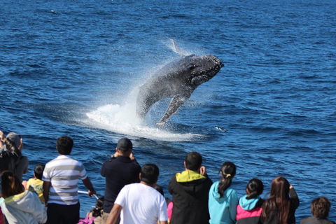 Tangalooma Island Resort Whale Watching Day Cruise With Dolphin Feeding - Tourism Noosa 5