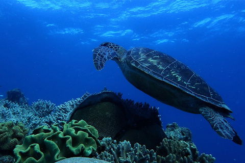 3 Day Whitsundays Sailing And Diving Adventure: Kiana - Tourism Noosa 2