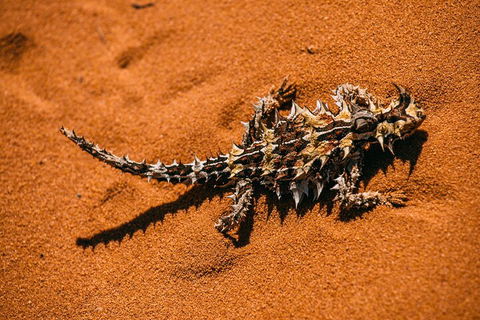 Pinnacles Sunset Dinner And Stargazing Experience A Small Group Tour - Tourism Noosa 5