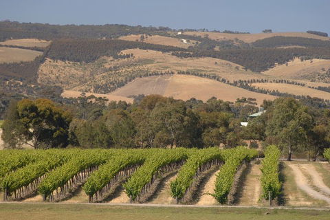 McLaren Vale And Glenelg Wine Tasting And Sightseeing (Half-day Afternoon) - Tourism Noosa 2