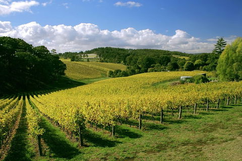 McLaren Vale And Glenelg Wine Tasting And Sightseeing (Half-day Afternoon) - Tourism Noosa 4
