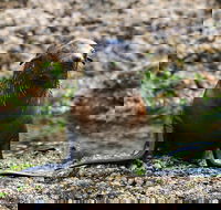 Phillip Island Seal-Watching Cruise