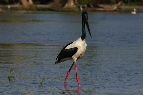 Litchfield And Jumping Crocodiles Full Day Trip From Darwin - Tourism Noosa 1