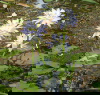 Yellow Water Cruise - Kakadu - Tourism Noosa