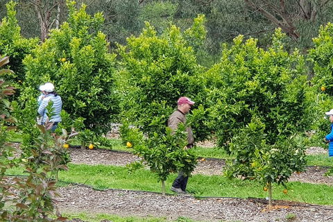 Dandenong Ranges And Rayners Orchard Tour From Melbourne - Tourism Noosa 2