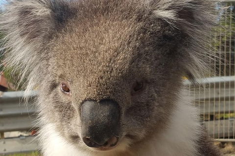 Full-Day Great Ocean Road Tour From Melbourne - Tourism Noosa 3