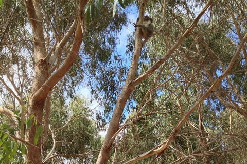 Kangaroo Island 4WD Tour - Best Of KI In 2 Days - Tourism Noosa 0