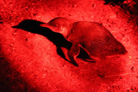 Small-Group Kangaroo Island 4WD Night Tour - Tourism Noosa 0