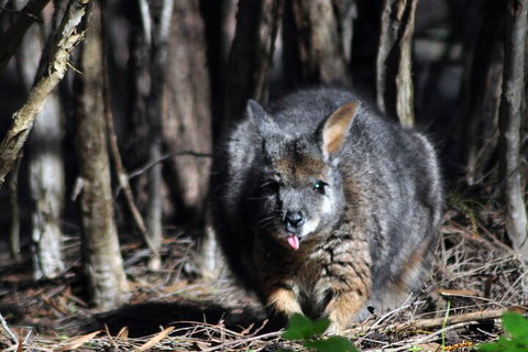 Small-Group Kangaroo Island 4WD Night Tour - Tourism Noosa 1