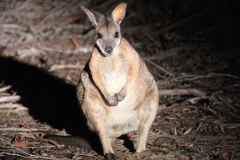 Small-Group Kangaroo Island 4WD Night Tour - Tourism Noosa 3