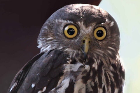 Small-Group Kangaroo Island 4WD Night Tour - Tourism Noosa 4