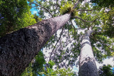 Paronella Park And Millaa Millaa Falls Full-day Tour From Cairns - Tourism Noosa 1