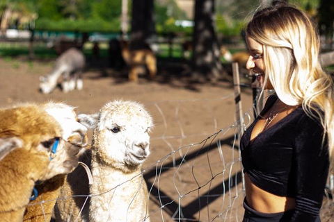 O'Reilly's & Lamington National Park Incl. Alpaca Farm + Vineyard - Tourism Noosa 3