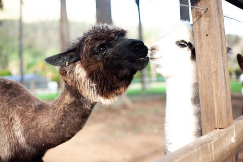 O'Reilly's & Lamington National Park Incl. Alpaca Farm + Vineyard - Tourism Noosa 4