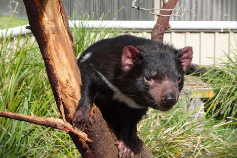 Tasmania 4 Day East Coast + Launceston - Tourism Noosa 2