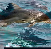 1.5HR Mudjimba Island Wildlife Safari - Tourism Noosa