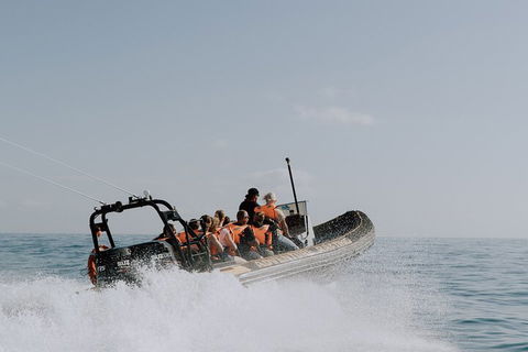 Adventure Whale Watching Tour Mooloolaba - Tourism Noosa 0