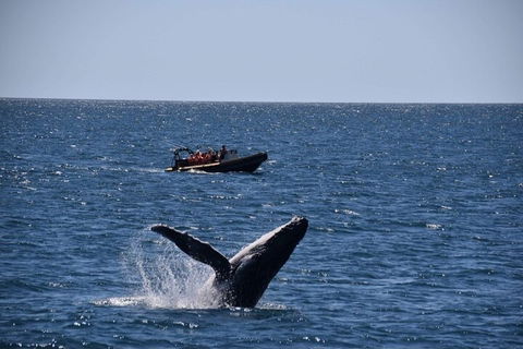 Adventure Whale Watching Tour Mooloolaba - Tourism Noosa 1