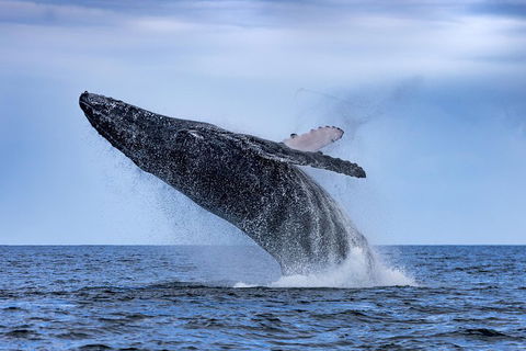 Adventure Whale Watching Tour Mooloolaba - Tourism Noosa 2