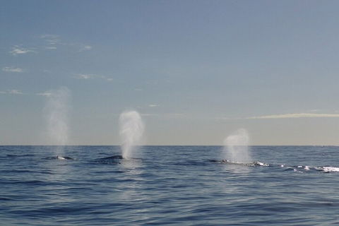 Adventure Whale Watching Tour Mooloolaba - Tourism Noosa 3