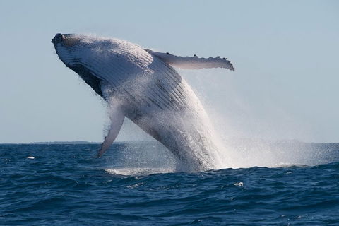 Adventure Whale Watching Tour Mooloolaba - Tourism Noosa 5