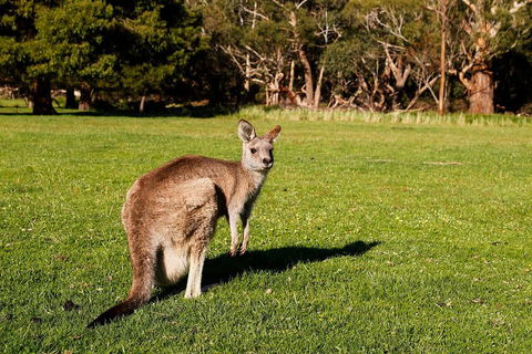 Full-Day Private Tour To Grampians From Melbourne - Tourism Noosa 5