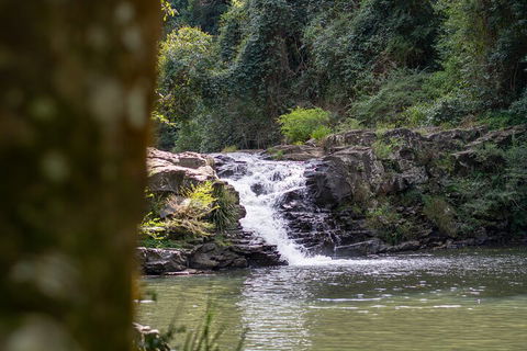 Full-Day Guided Hinterland Adventure Tour In Queensland - Tourism Noosa 1
