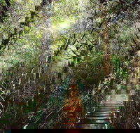 O'Reilly's  Lamington National Park from Gold Coast - Tourism Noosa