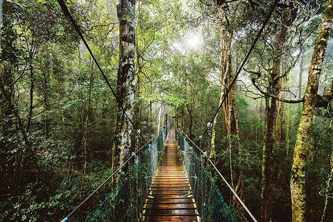 O'Reilly's & Lamington National Park From Gold Coast - Tourism Noosa 0