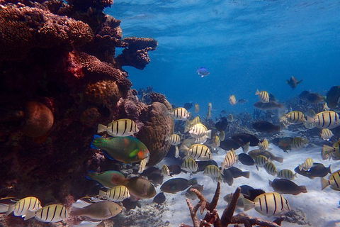 Lagoon Explorer - Ningaloo Reef Full-Day Kayaking And Snorkeling Adventure - Tourism Noosa 2