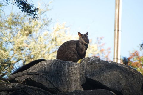The Explorers' Discovery Tour - Gold, Wine & Wildlife - Tourism Noosa 4