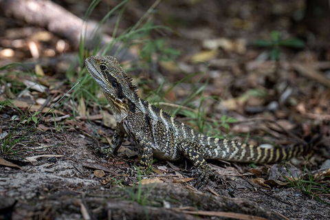 Cape Byron Aboriginal Tour - Tourism Noosa 3