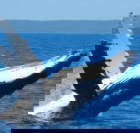 Mooloolaba Whale Watching Tour - Tourism Noosa