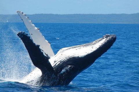 Mooloolaba Whale Watching Tour - Tourism Noosa 0