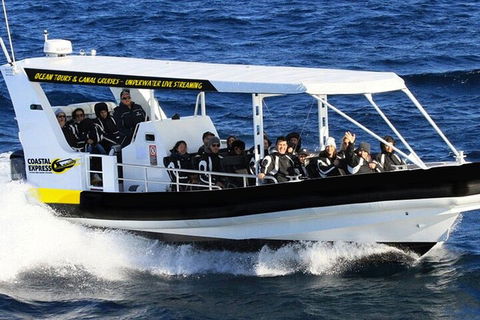 Mooloolaba Whale Watching Tour - Tourism Noosa 1