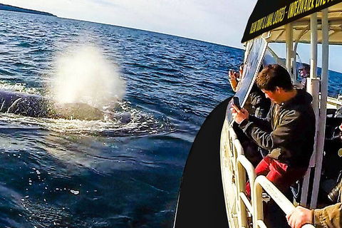 Mooloolaba Whale Watching Tour - Tourism Noosa 2